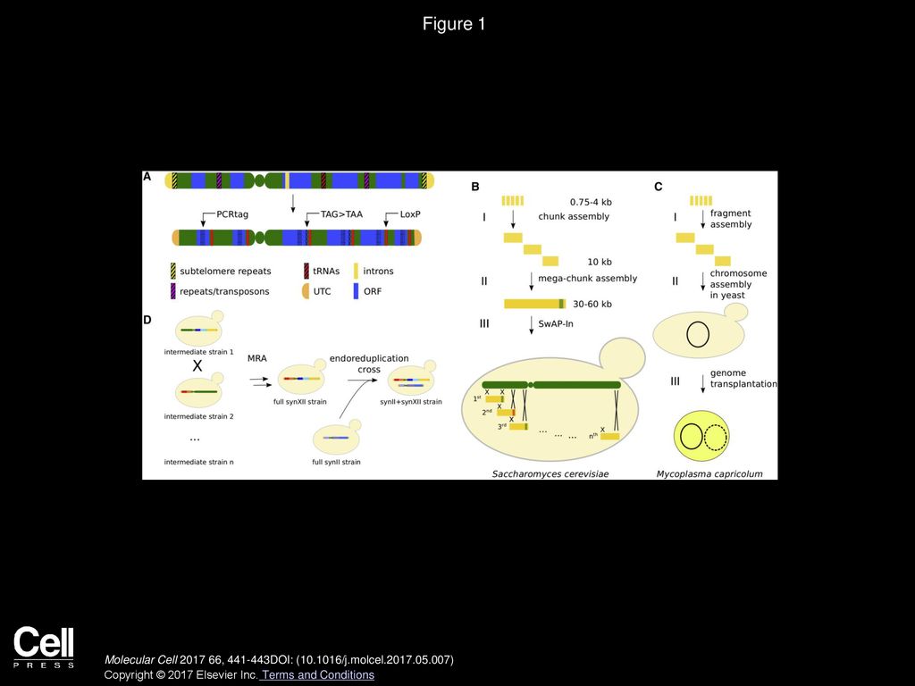 Synthetic Genomics Rewriting The Genome Chromosome By Chromosome Ppt